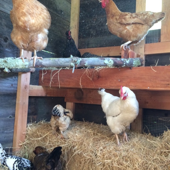 Meet your Posher, Redmontster. - Picture 8 of 15